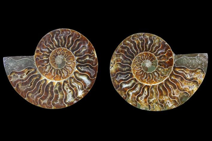 Cut & Polished Ammonite Fossil - Agatized #82335